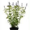 14cm Salvia So Cool Blue - Salvia microphylla Hybrid