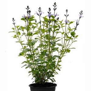 14cm Salvia So Cool Blue - Salvia microphylla Hybrid