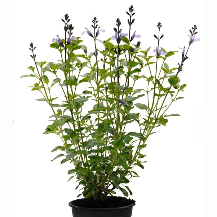 14cm Salvia So Cool Blue - Salvia microphylla Hybrid