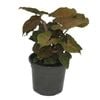 120mm Bronze Arrowhead Vine - Syngonium podophyllum