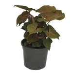 120mm Bronze Arrowhead Vine - Syngonium podophyllum