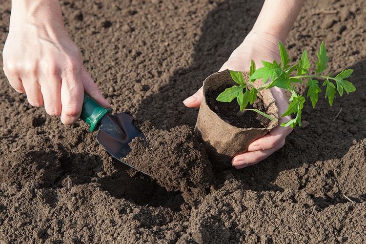 Person using trowel to dig hole to plant tomato in garden bed