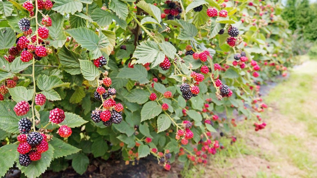 Blackberries growing in a field with the plant around it