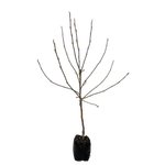 15L Magnolia - Magnolia Iolanthe