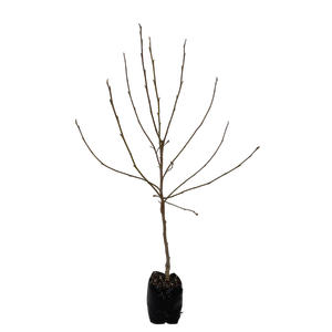 15L Magnolia - Magnolia Iolanthe