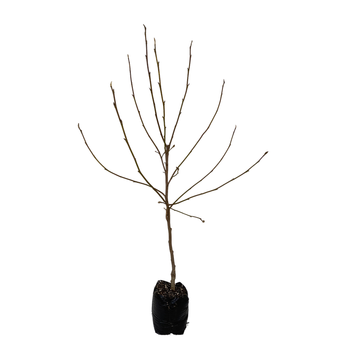 15L Magnolia - Magnolia Iolanthe