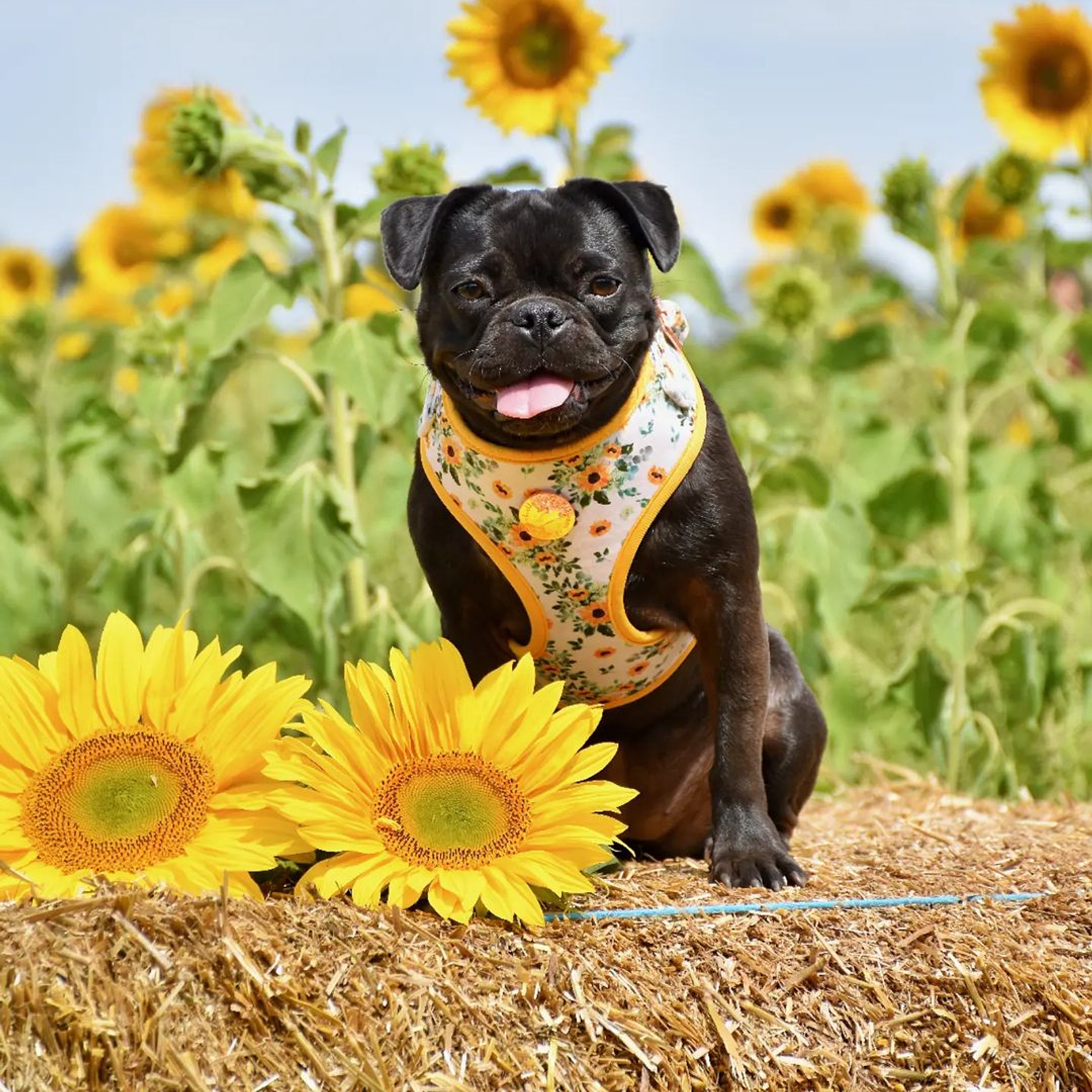 Sunflower Patch Sunflower Dog Harness Sunflower Patch Adjustable