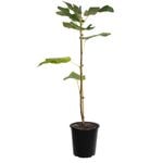 250mm Fig French Sugar - Ficus carica