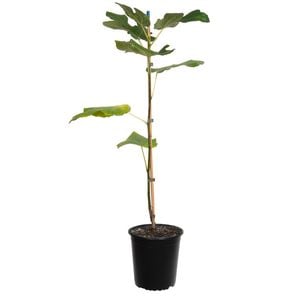 250mm Fig French Sugar - Ficus carica