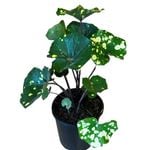 2.4L Ligularia Leopard - Ligularia dentata 'Desdemona'