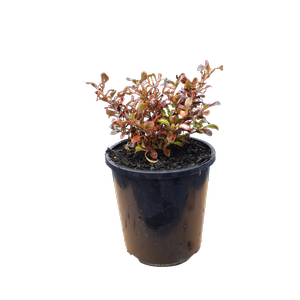 2.4L Coprosma Scarlett Ohara - Coprosma repens