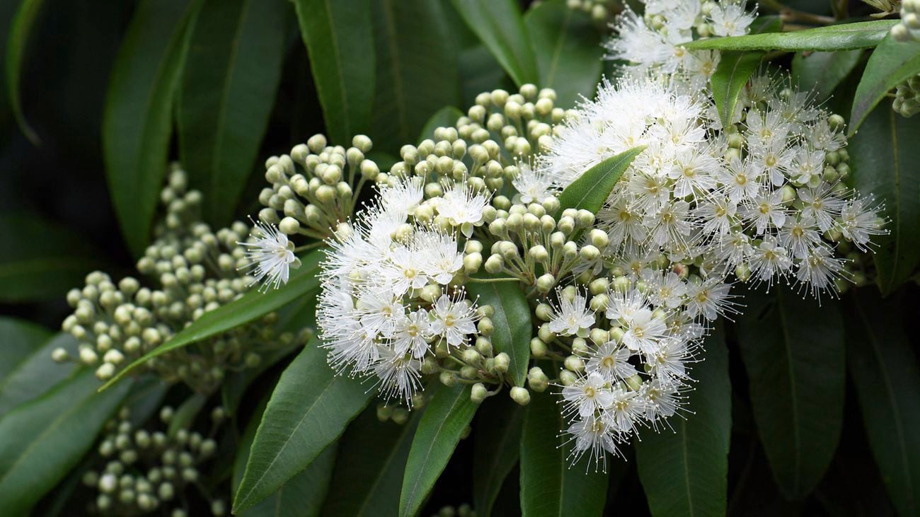 Lemon myrtle
