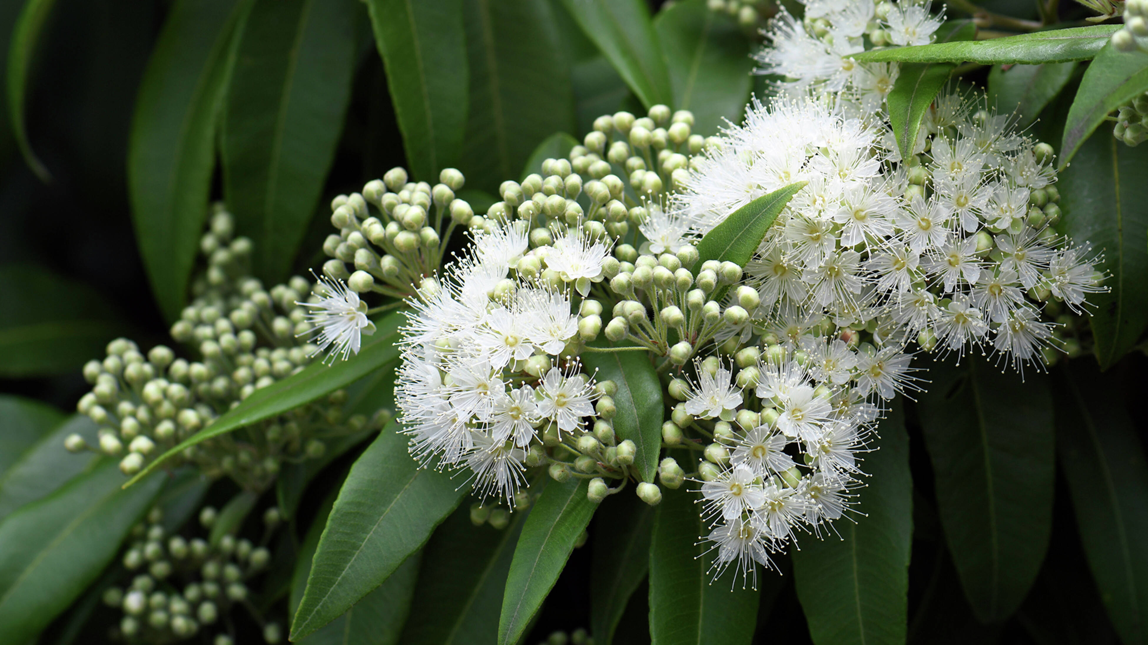 Lemon myrtle