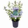 140mm Royal Cape - Plumbago auriculata - Style Solutions Range