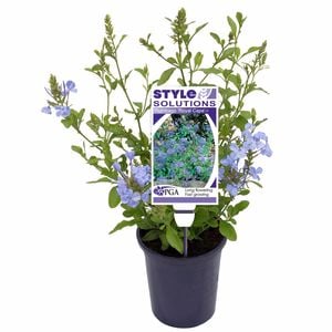 140mm Royal Cape - Plumbago auriculata - Style Solutions Range