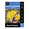 Bloomin Bulbs Dahlia Nayap - 1 Pack