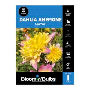 Bloomin Bulbs Dahlia Nayap - 1 Pack
