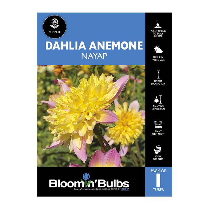 Bloomin Bulbs Dahlia Nayap - 1 Pack
