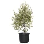 270mm Screen Between - Pittosporum tenuifolium