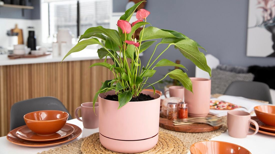 Potted anthurium plant sitting in the middle of a set dining table