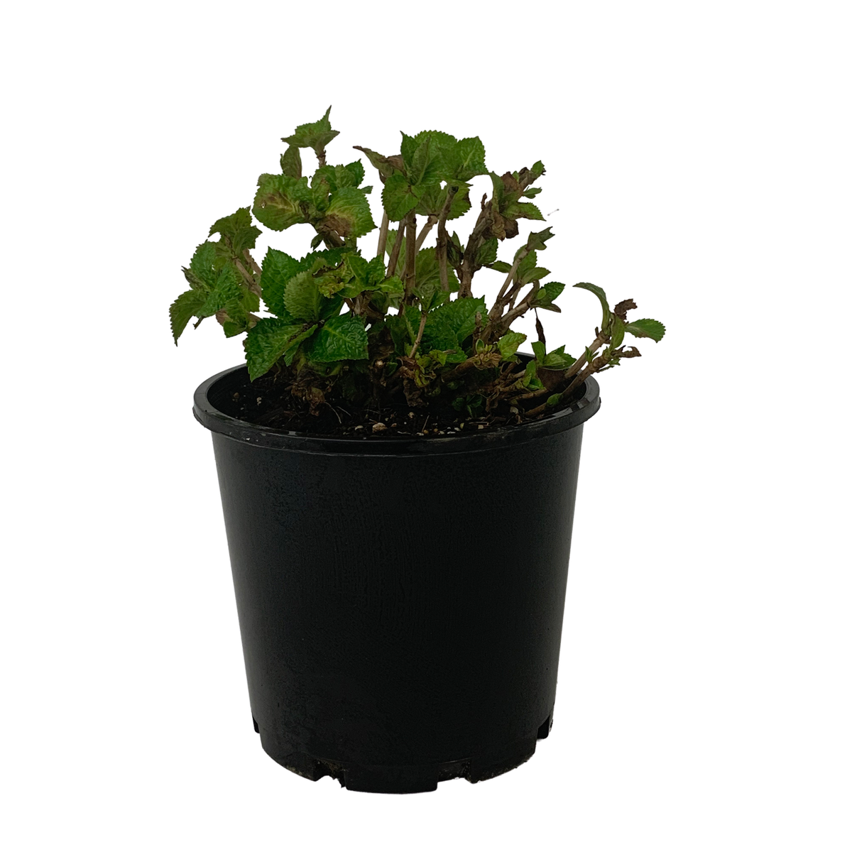 4.5L Hydrangea Snowball - Hydrangea macrophylla - Bunnings New Zealand
