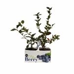 130mm Blueberry - Vaccinium corymbosum - Twin Pack