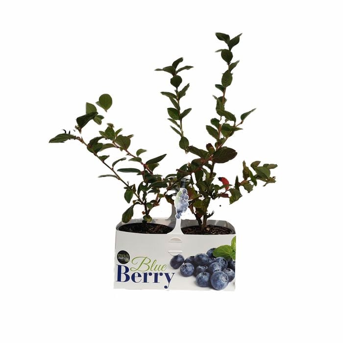 130mm Blueberry - Vaccinium corymbosum - Twin Pack