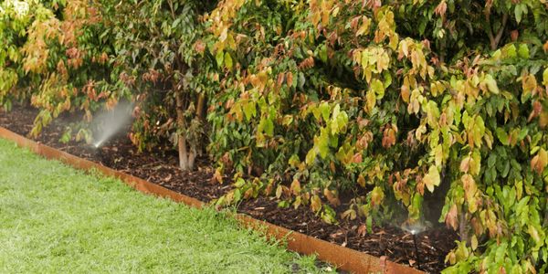 A nice garden with a water sprinkler.