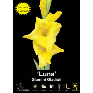 Yarra Valley Bulbs Glamini Gladioli Luna - 4 Pack