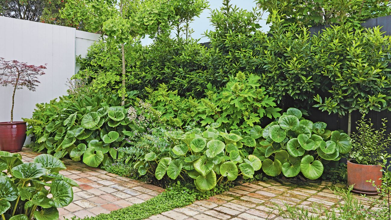 A garden with brick paving and beds filled with tractor seat plants and trees, with a maple in a glazed pot to the left.