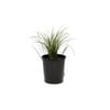 140mm Sedge Carex Brunnei Vari