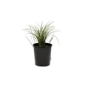 140mm Sedge Carex Brunnei Vari