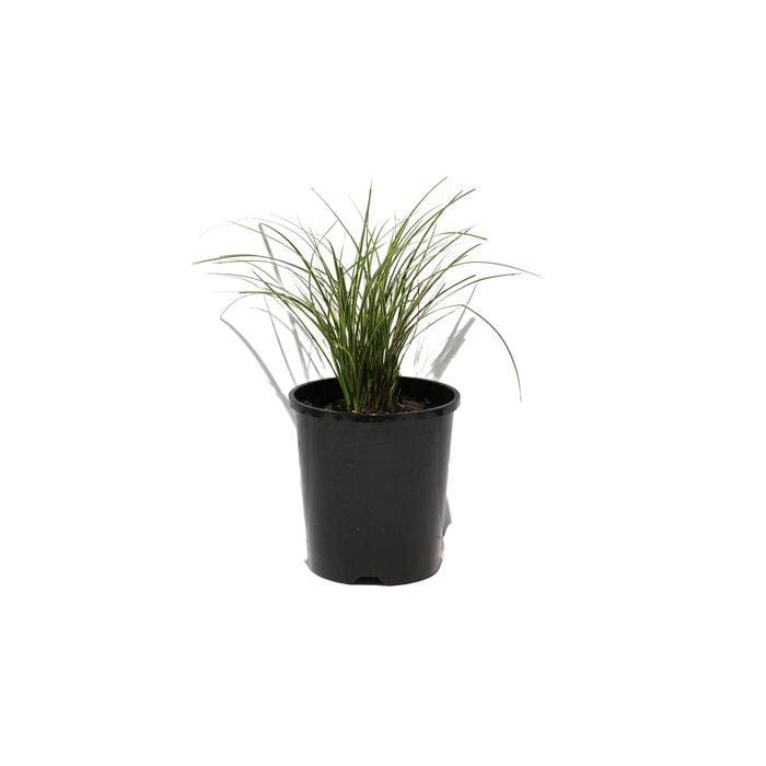 140mm Sedge Carex Brunnei Vari