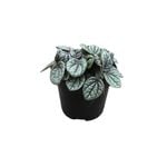 95mm Peperomia Greyhound - Peperomia caperata