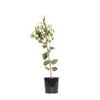 200mm Eucalyptus caesia Silver Princess