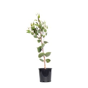 200mm Eucalyptus caesia Silver Princess
