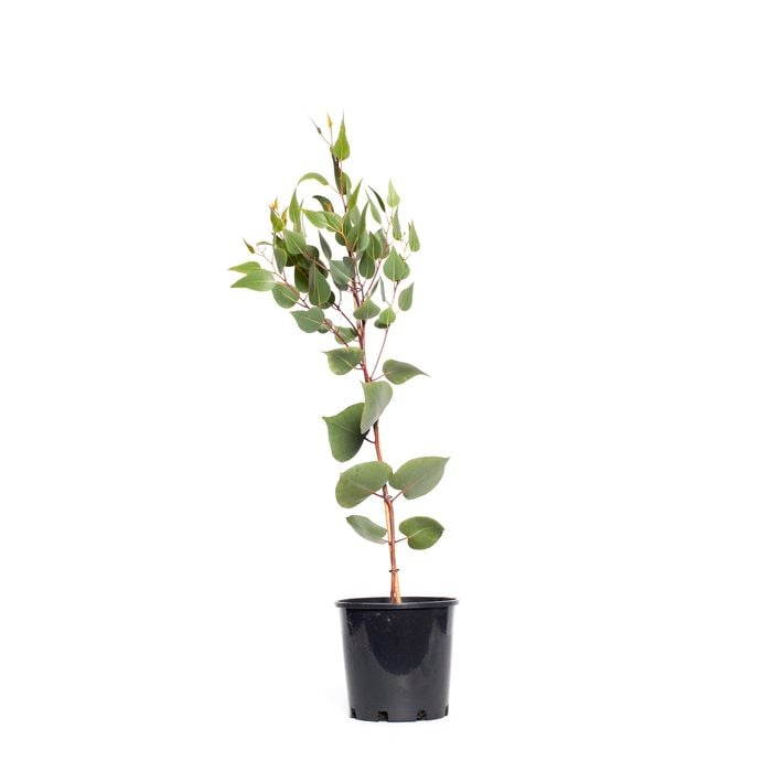 200mm Eucalyptus caesia Silver Princess