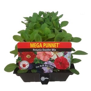 Punnet Petunia Dazzler Mix - Petunia hybrida - Mega Punnet Flowering Range