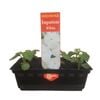 Impatiens White Punnet - Impatiens wallerana