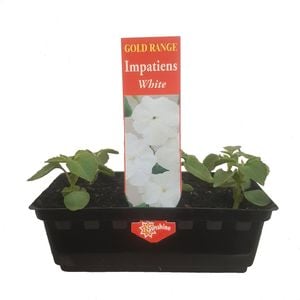 Impatiens White Punnet - Impatiens wallerana