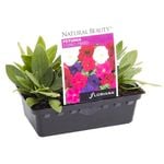 Petunia Stereo Mix Punnet - Petunia hybrida
