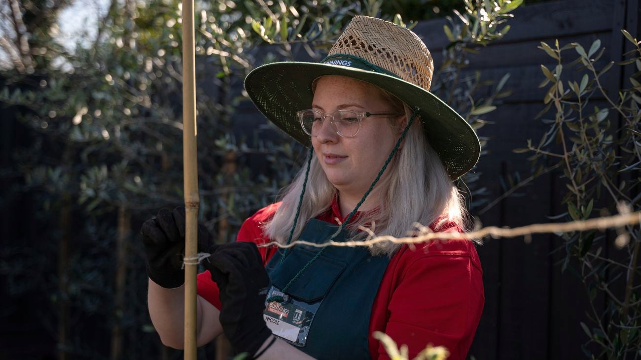Optimising tomato plant growth: support, nutrition, and care tips for a flavourful harvest