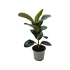 150mm Ficus Cloe - Ficus elastica