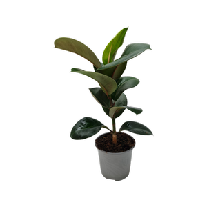 150mm Ficus Cloe - Ficus elastica