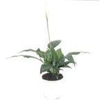 120mm Peace Lily - Spathiphyllum wallisii