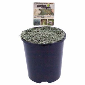 140mm Scab Wort - Raoulia australis - Garden Carpet Range