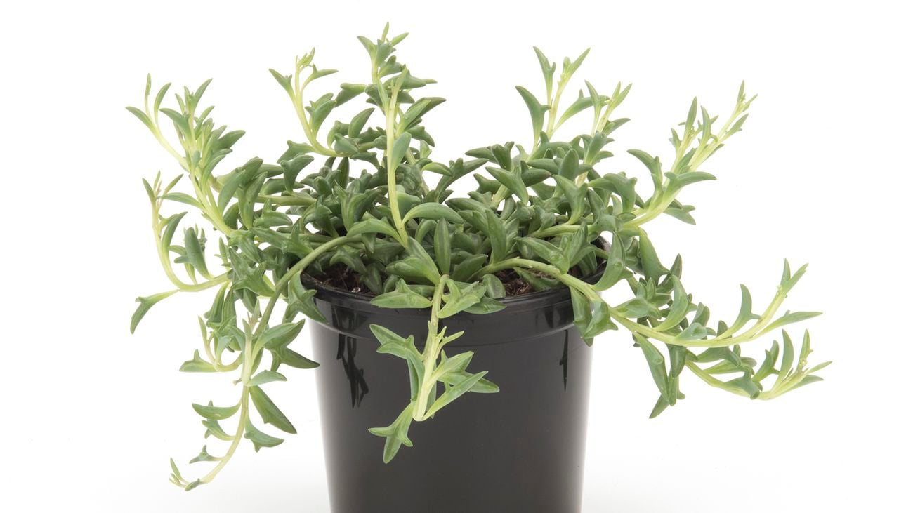 Product.105mm String Of Dolphins - Senecio peregrinus.0190133.AU.mainimage