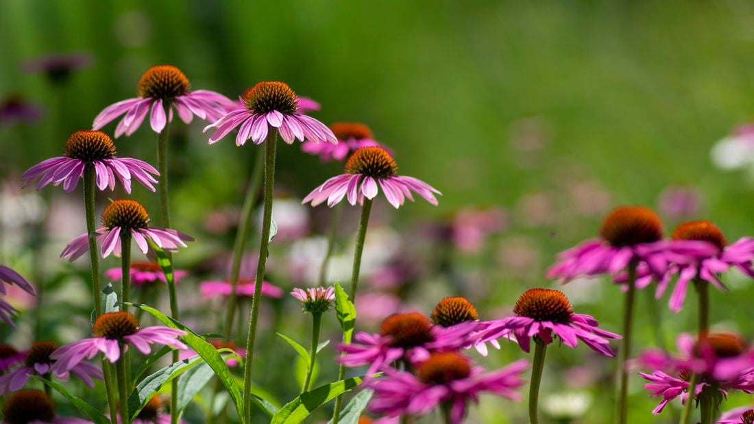 Purple echinacea flowers in a garden
