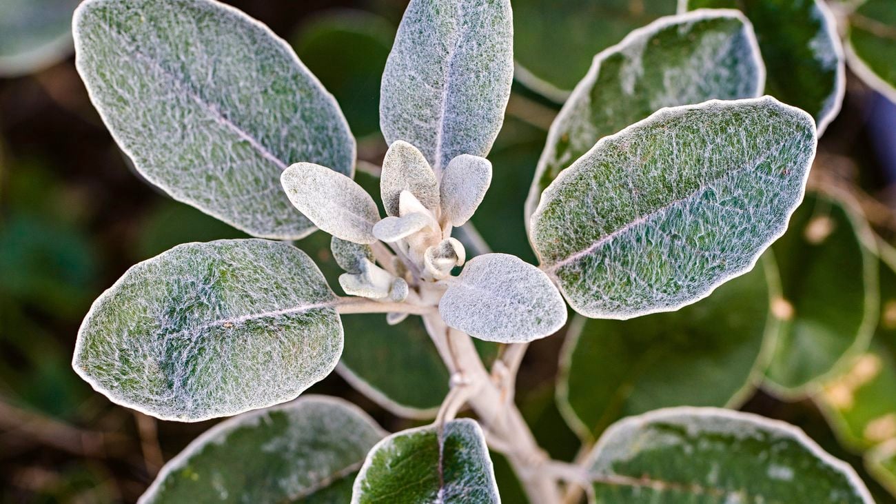 Native plant with silvery foliage