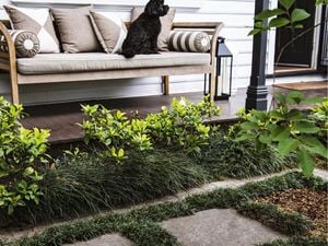 Dog on an outdoor lounge looking out over a garden with pavers and grass